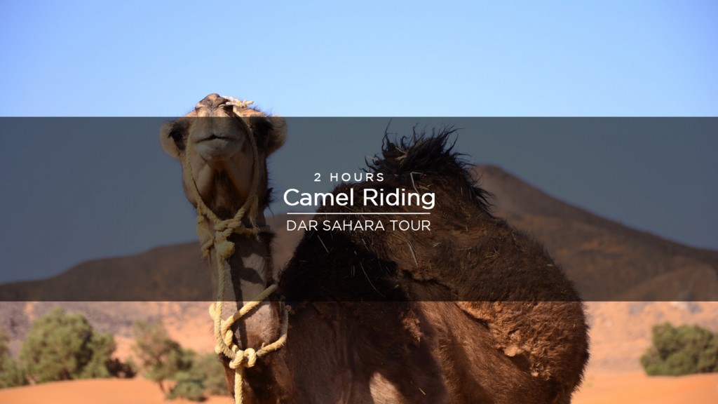 <!--:en-->2h Camel Riding <!--:-->